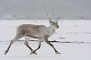 BUITEN BEELD Foto: 44309