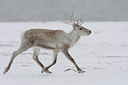 BUITEN BEELD Foto: 44310