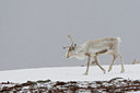 BUITEN BEELD Foto: 44311
