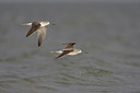 BUITEN BEELD Foto: 44314