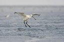 BUITEN BEELD Foto: 44324