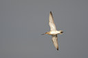 BUITEN BEELD Foto: 44325