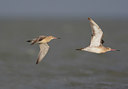 BUITEN BEELD Foto: 44326