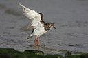 BUITEN BEELD Foto: 44327