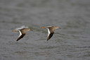 BUITEN BEELD Foto: 44335