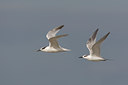 BUITEN BEELD Foto: 44374