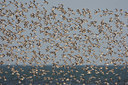 BUITEN BEELD Foto: 44378