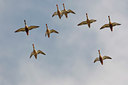 BUITEN BEELD Foto: 44383