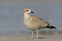 BUITEN BEELD Foto: 44395
