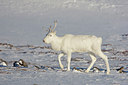 BUITEN BEELD Foto: 44398