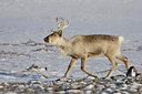 BUITEN BEELD Foto: 44400