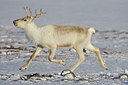 BUITEN BEELD Foto: 44401