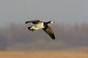 BUITEN BEELD Foto: 44448