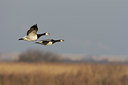 BUITEN BEELD Foto: 44449