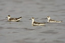 BUITEN BEELD Foto: 44454