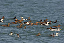 BUITEN BEELD Foto: 44474