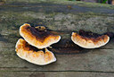 BUITEN BEELD Foto: 44545