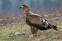 BUITEN BEELD Foto: 44563