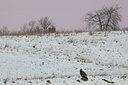 BUITEN BEELD Foto: 44566