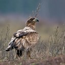 BUITEN BEELD Foto: 44567