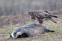 BUITEN BEELD Foto: 44578