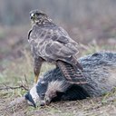 BUITEN BEELD Foto: 44579