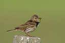 BUITEN BEELD Foto: 44595