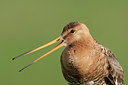 BUITEN BEELD Foto: 44596