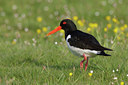 BUITEN BEELD Foto: 44606