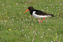 BUITEN BEELD Foto: 44607