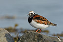 BUITEN BEELD Foto: 44611