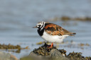 BUITEN BEELD Foto: 44613