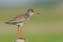 BUITEN BEELD Foto: 44614