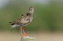 BUITEN BEELD Foto: 44617