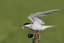 BUITEN BEELD Foto: 44618