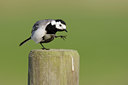 BUITEN BEELD Foto: 44619
