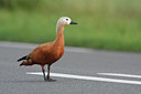 BUITEN BEELD Foto: 44624