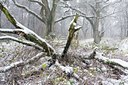 BUITEN BEELD Foto: 44661