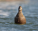 BUITEN BEELD Foto: 44697