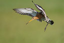 BUITEN BEELD Foto: 44701