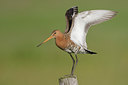 BUITEN BEELD Foto: 44702