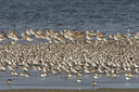 BUITEN BEELD Foto: 44703