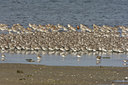 BUITEN BEELD Foto: 44705