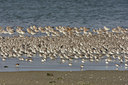 BUITEN BEELD Foto: 44706