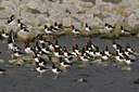 BUITEN BEELD Foto: 44714