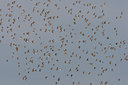 BUITEN BEELD Foto: 44740