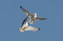 BUITEN BEELD Foto: 44744