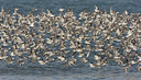 BUITEN BEELD Foto: 44754