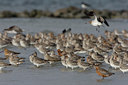 BUITEN BEELD Foto: 44759