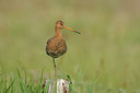 BUITEN BEELD Foto: 44774